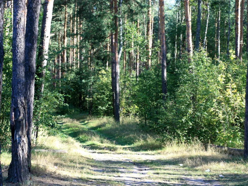лес, бор, лето, сосна, сосны, тропа