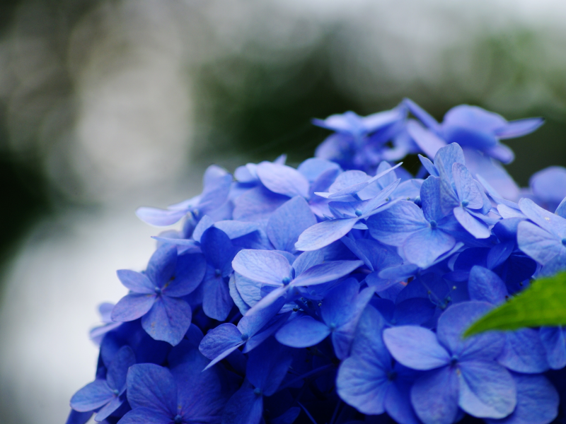 синий, цветок, макро, зеленый, цветы, листик, голубой