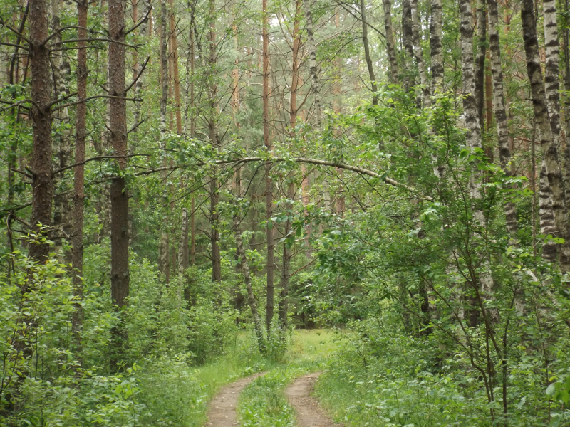 лес, тропинка