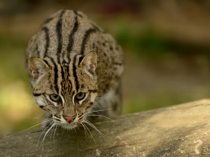 кот рыболов, кошка, кот, fishing cat, рыболов