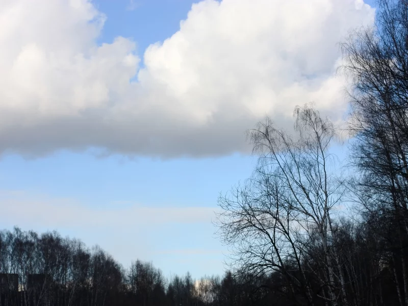небо, облако, синий, белый, лес, силуэт, черный, дерево