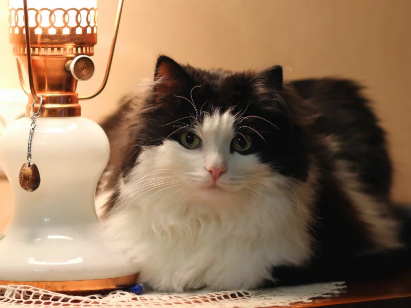 лампа, фон, кошка