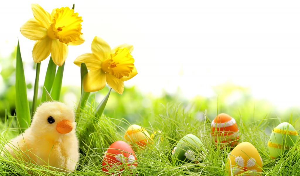 chik, eggs, colorful, daffodils, easter, grass, spring, , springer, пасха, весна, flowers