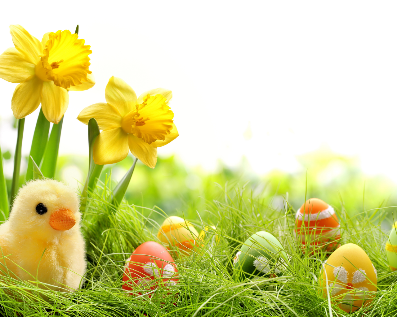 chik, eggs, colorful, daffodils, easter, grass, spring, , springer, пасха, весна, flowers