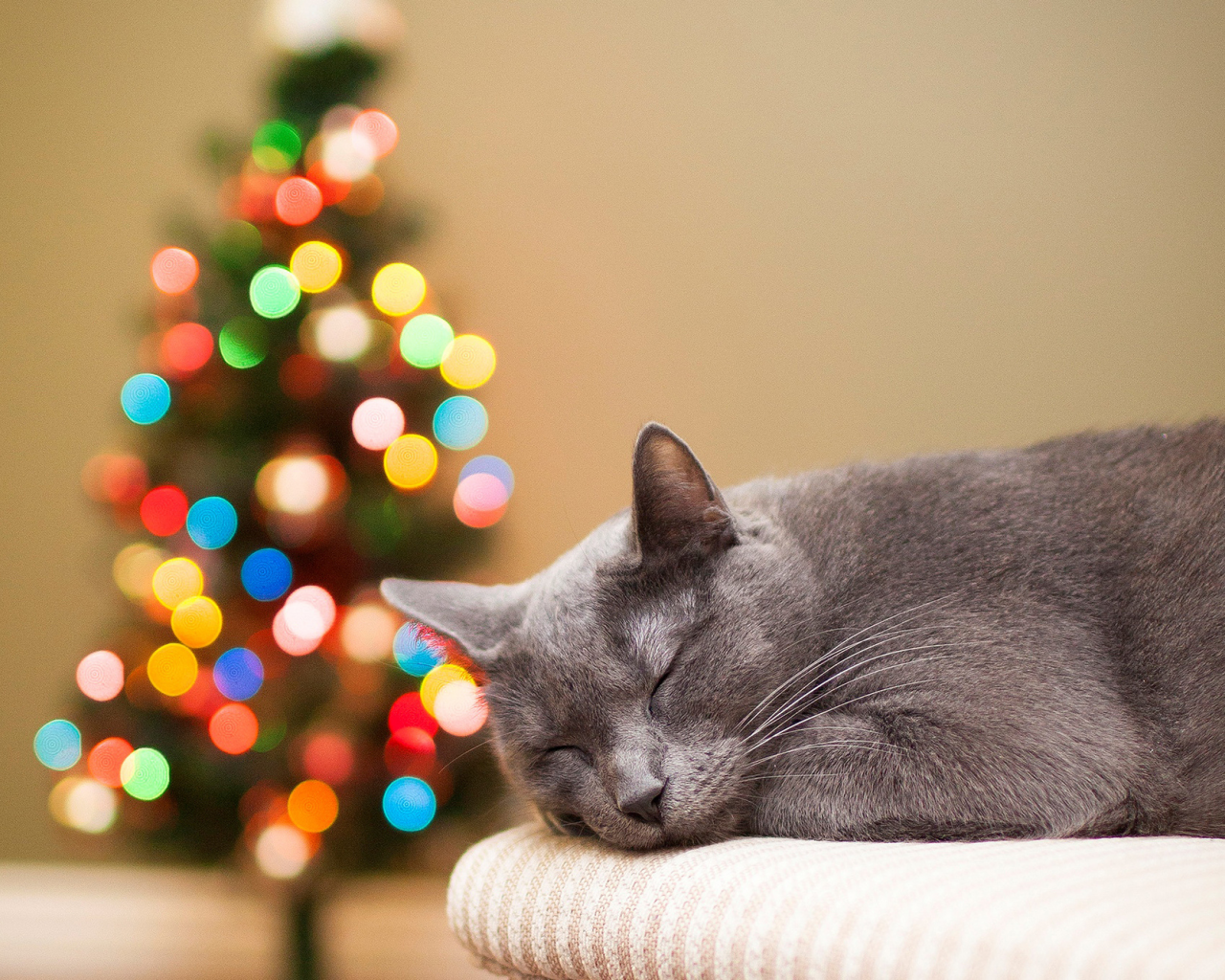 кот, спит, елка, кошка, ёлка, огни, праздники, серая, боке
