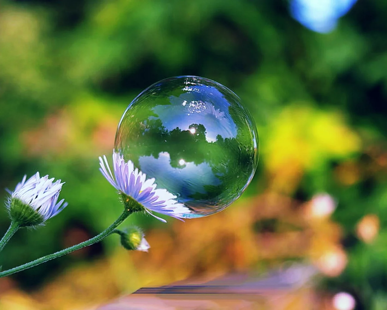 day, soap, bubble, flower, sun, green, summer, beautiful, village, wide, park, meadow