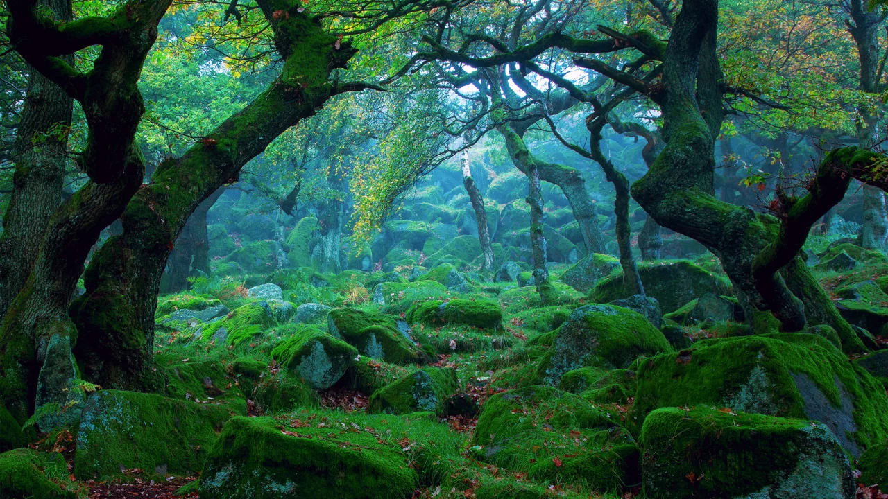 forest, tree, moss, garden, flowers, trees, shadow, cool, summer, wood, forest, park, green, reflection, beautiful, nature, lake, day, sun, summer, wide
