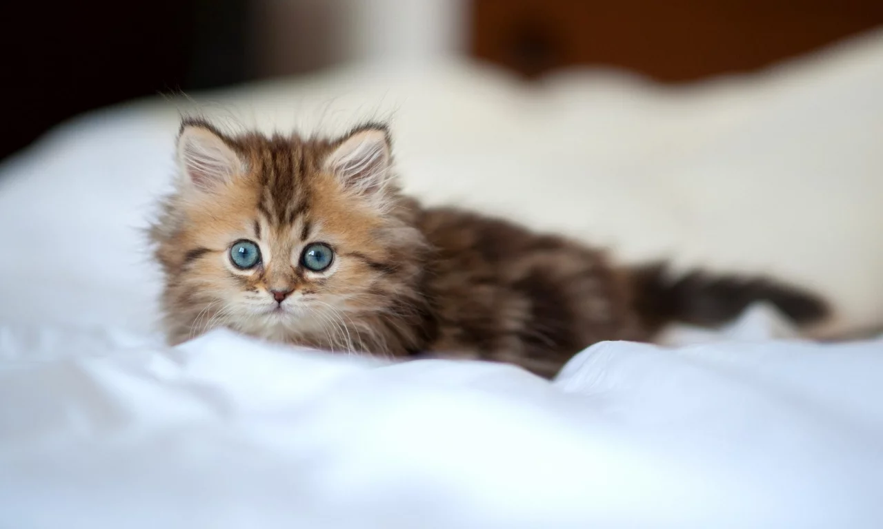 кот, котик