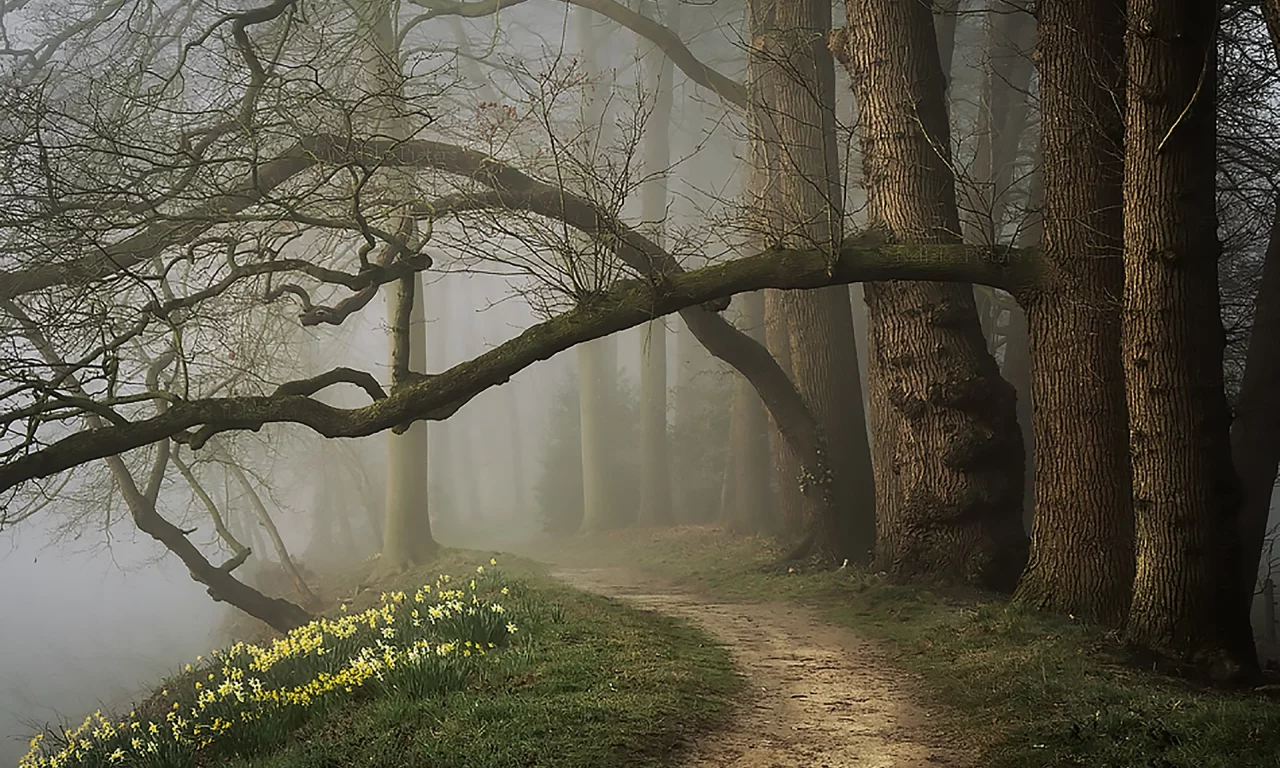 лес, вечер, туман, парк, forest, fog, spring, park