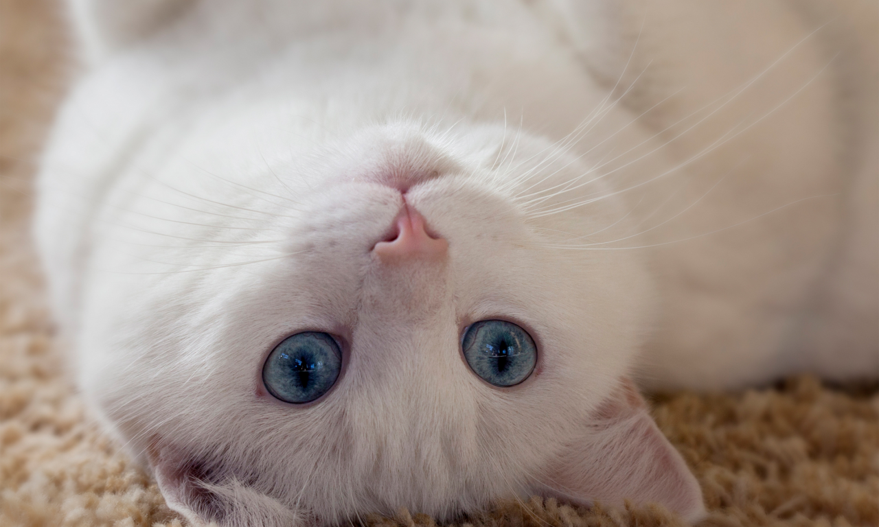 белая, глаза, взгляд, кошка, животное, ушки, усы