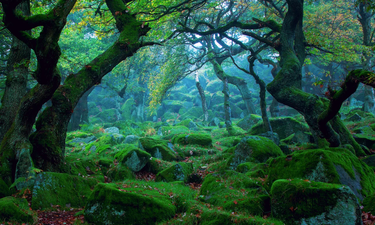 forest, tree, moss, garden, flowers, trees, shadow, cool, summer, wood, forest, park, green, reflection, beautiful, nature, lake, day, sun, summer, wide