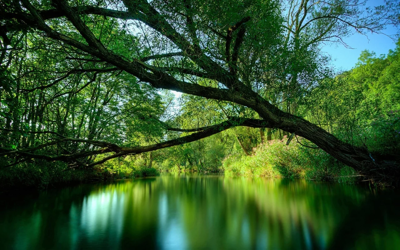 forest, park, green, water, reflection, beautiful, nature, lake