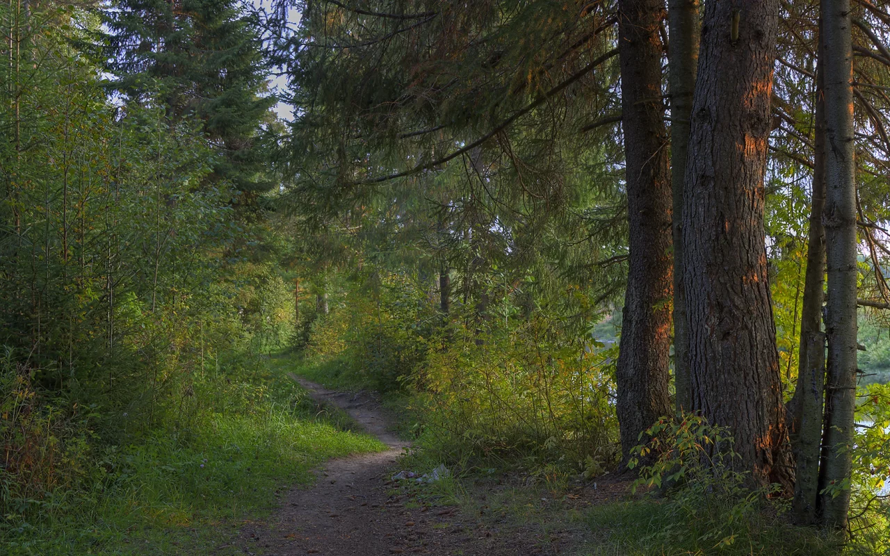 лес, деревья, дорожка, природа, пейзаж