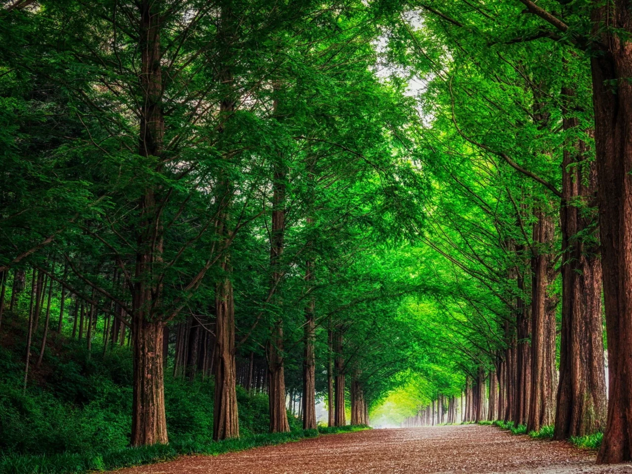 forest, park, green, road, alley, trees, metasekvoya, see, reflection, beautiful, landscape, nature, lake, bridge, garden, sun, summer, sky, south, korea, wide