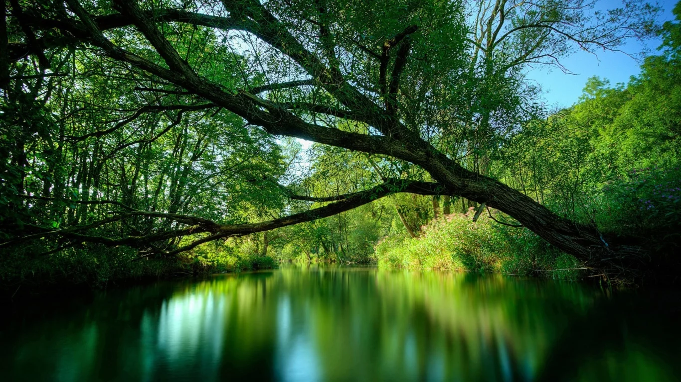 forest, park, green, water, reflection, beautiful, nature, lake