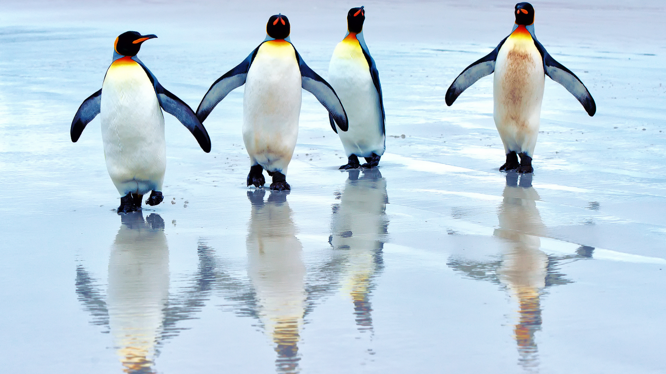 королевские пингвины, пляж, море
