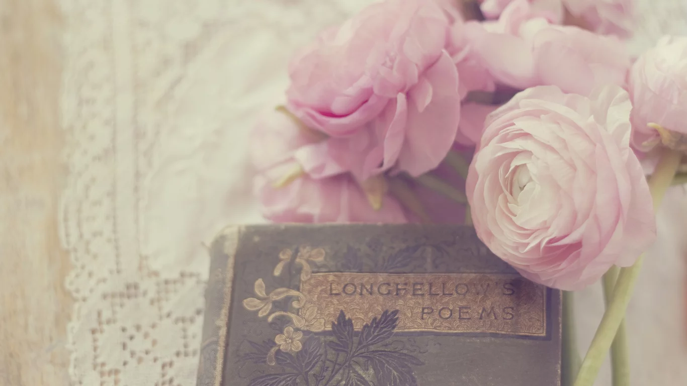 белые, лепестки, цветы, розовые, ranunculus, бутоны, лютики