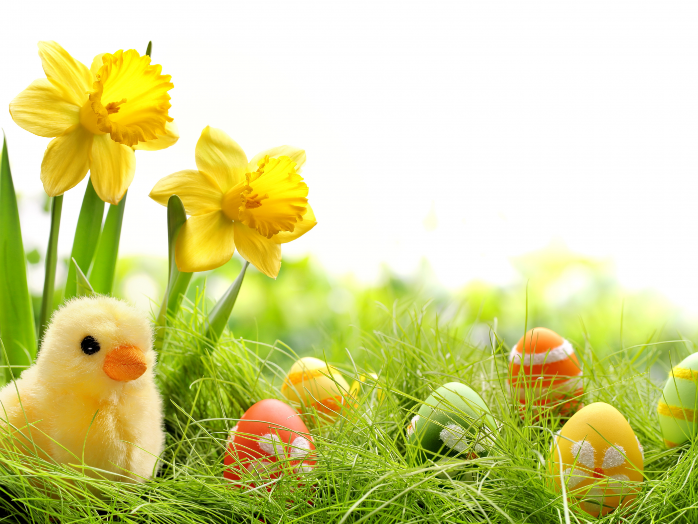 chik, eggs, colorful, daffodils, easter, grass, spring, , springer, пасха, весна, flowers