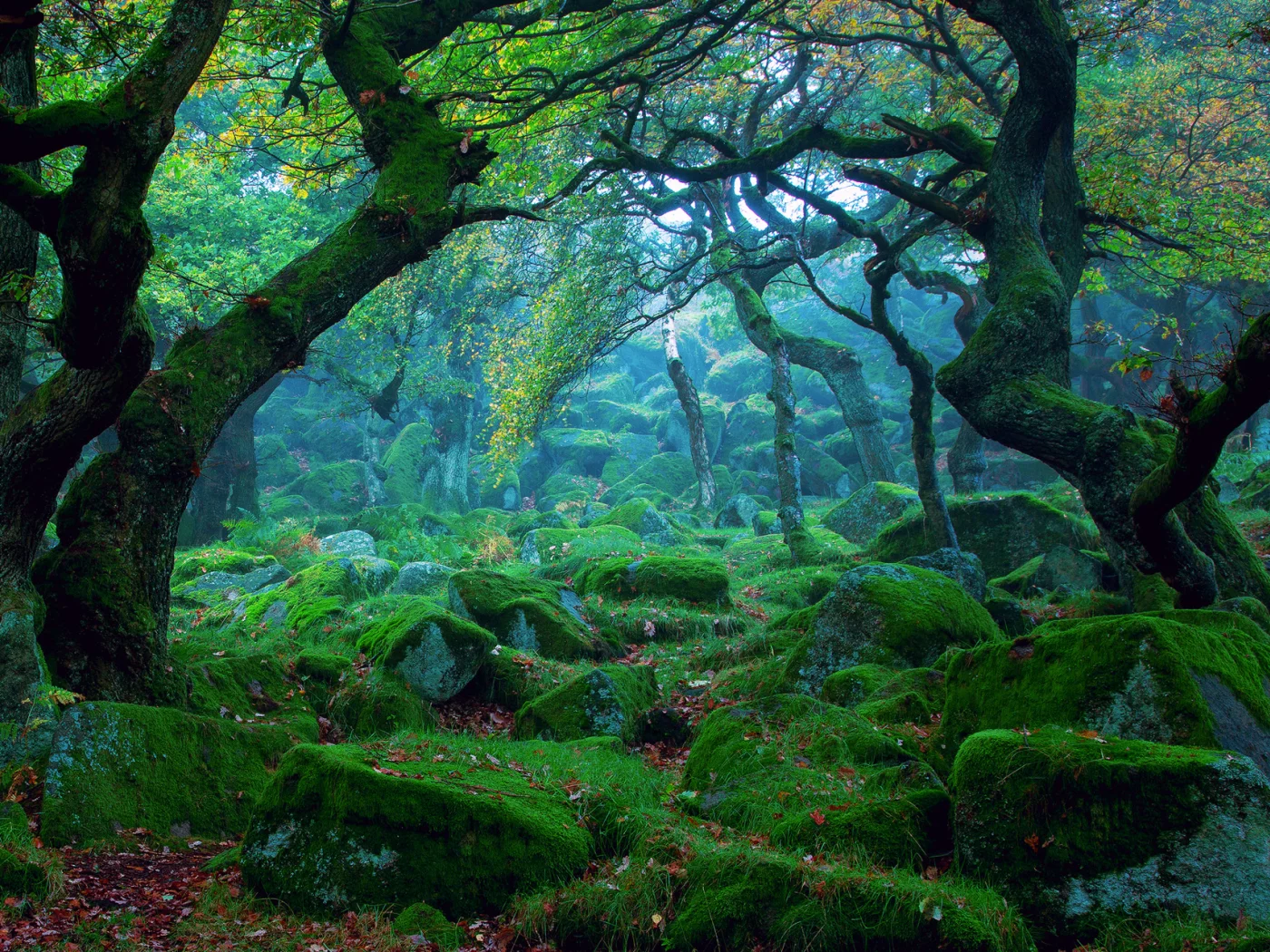 forest, tree, moss, garden, flowers, trees, shadow, cool, summer, wood, forest, park, green, reflection, beautiful, nature, lake, day, sun, summer, wide