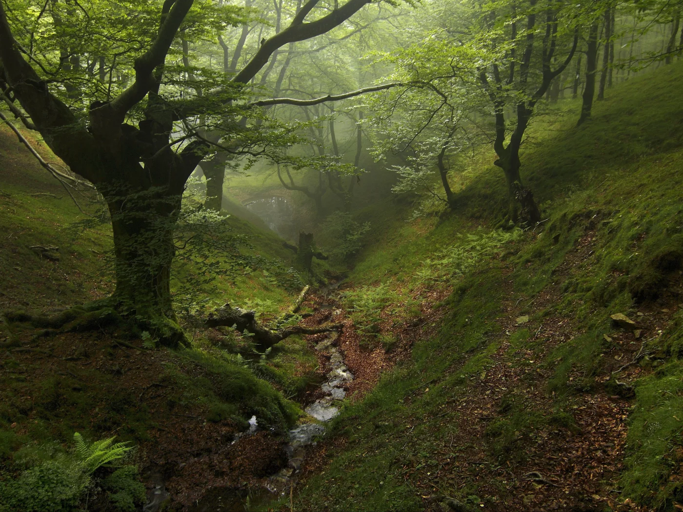 forest, fog, trees, park, green, reflection, beautiful, nature, lake, green, landscapes, nature, trees, grass, parks, garden, sun, summer, sky, wide