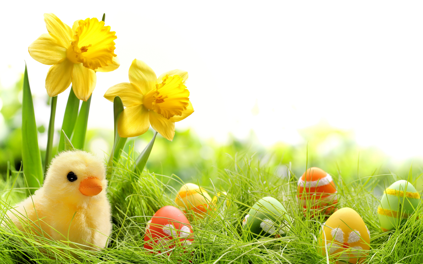 chik, eggs, colorful, daffodils, easter, grass, spring, , springer, пасха, весна, flowers