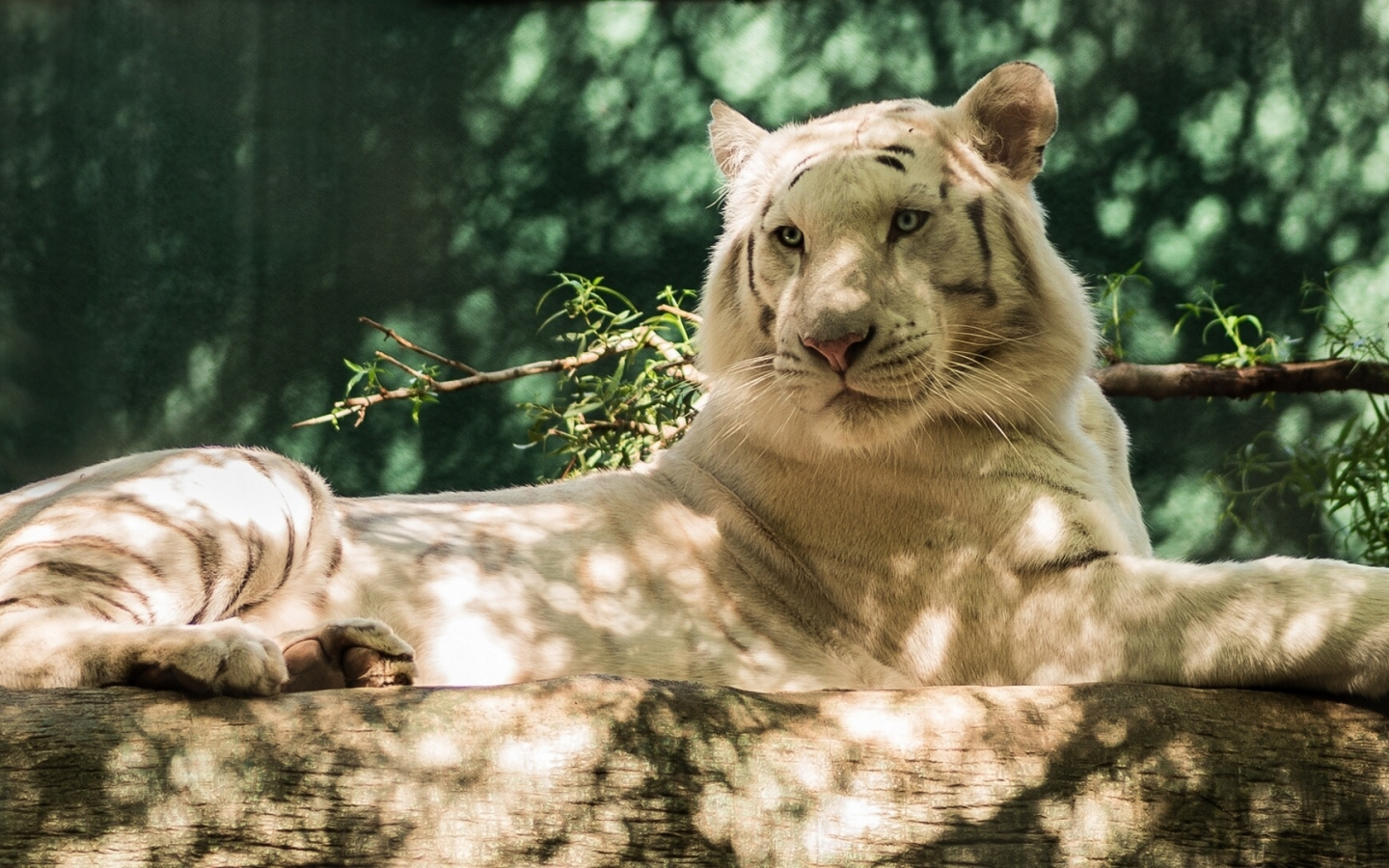 хищник, белый тигр, бревно