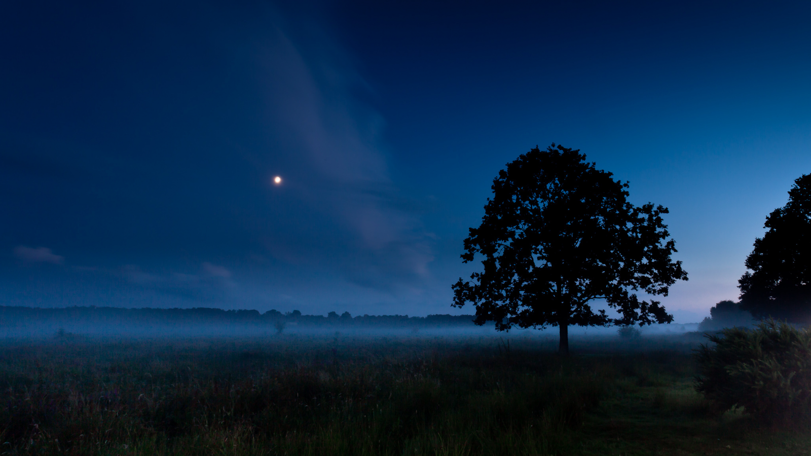 лето, ночь, луна, поле, дерево, туман