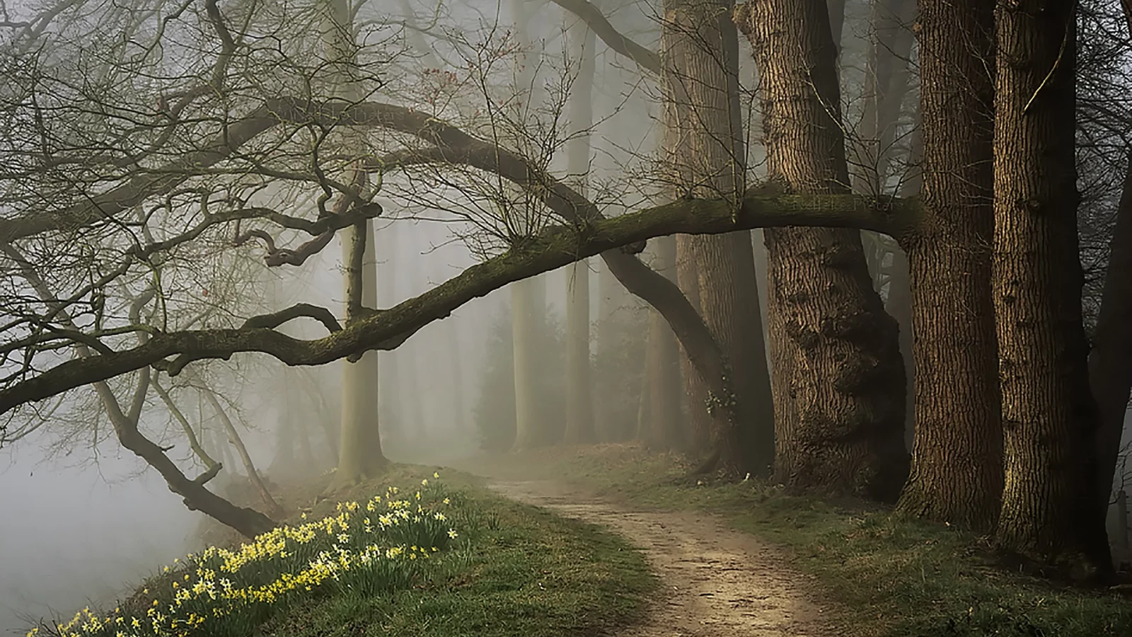 лес, вечер, туман, парк, forest, fog, spring, park