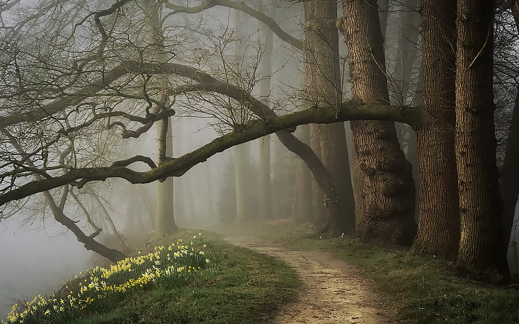лес, вечер, туман, парк, forest, fog, spring, park