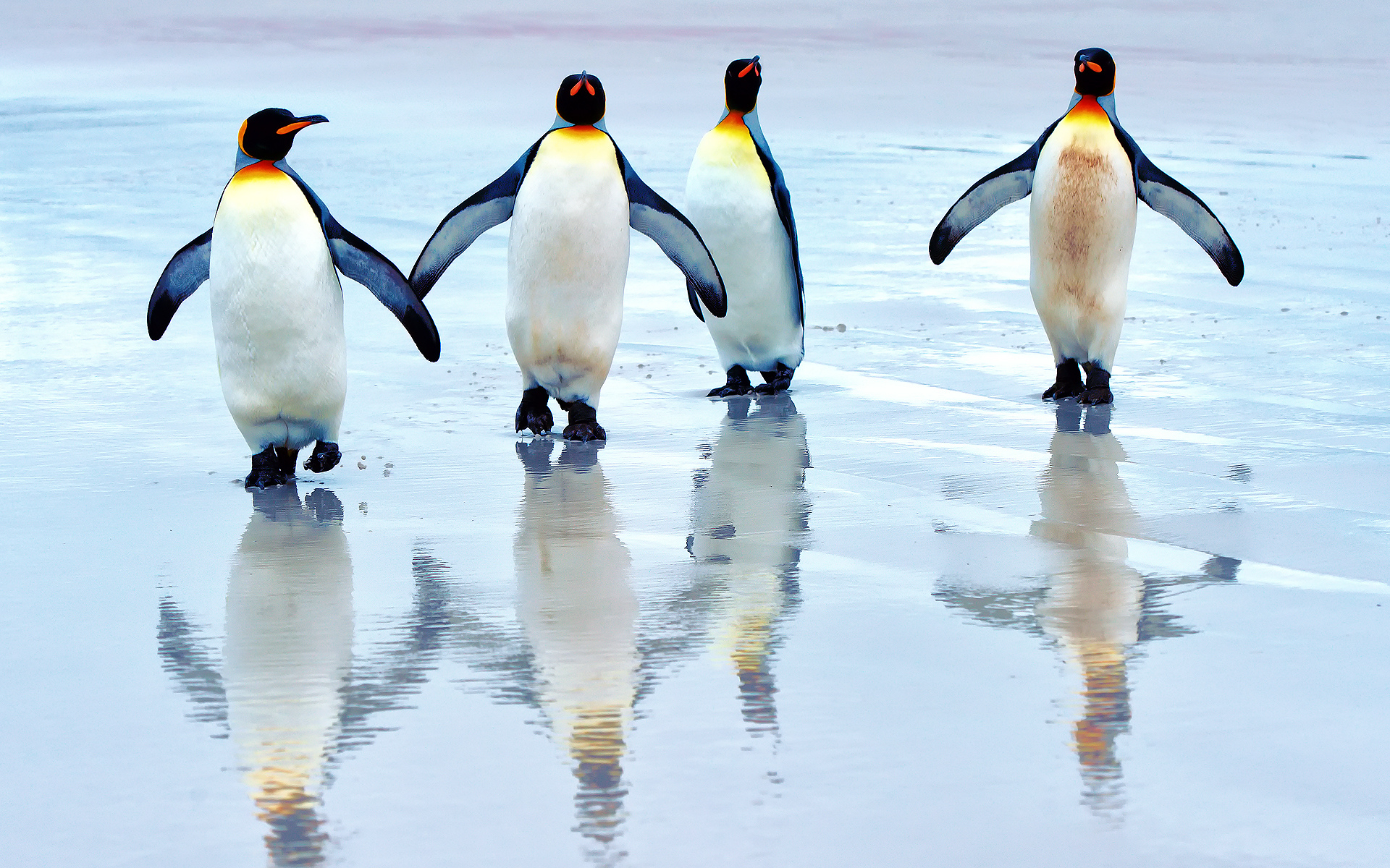 королевские пингвины, пляж, море