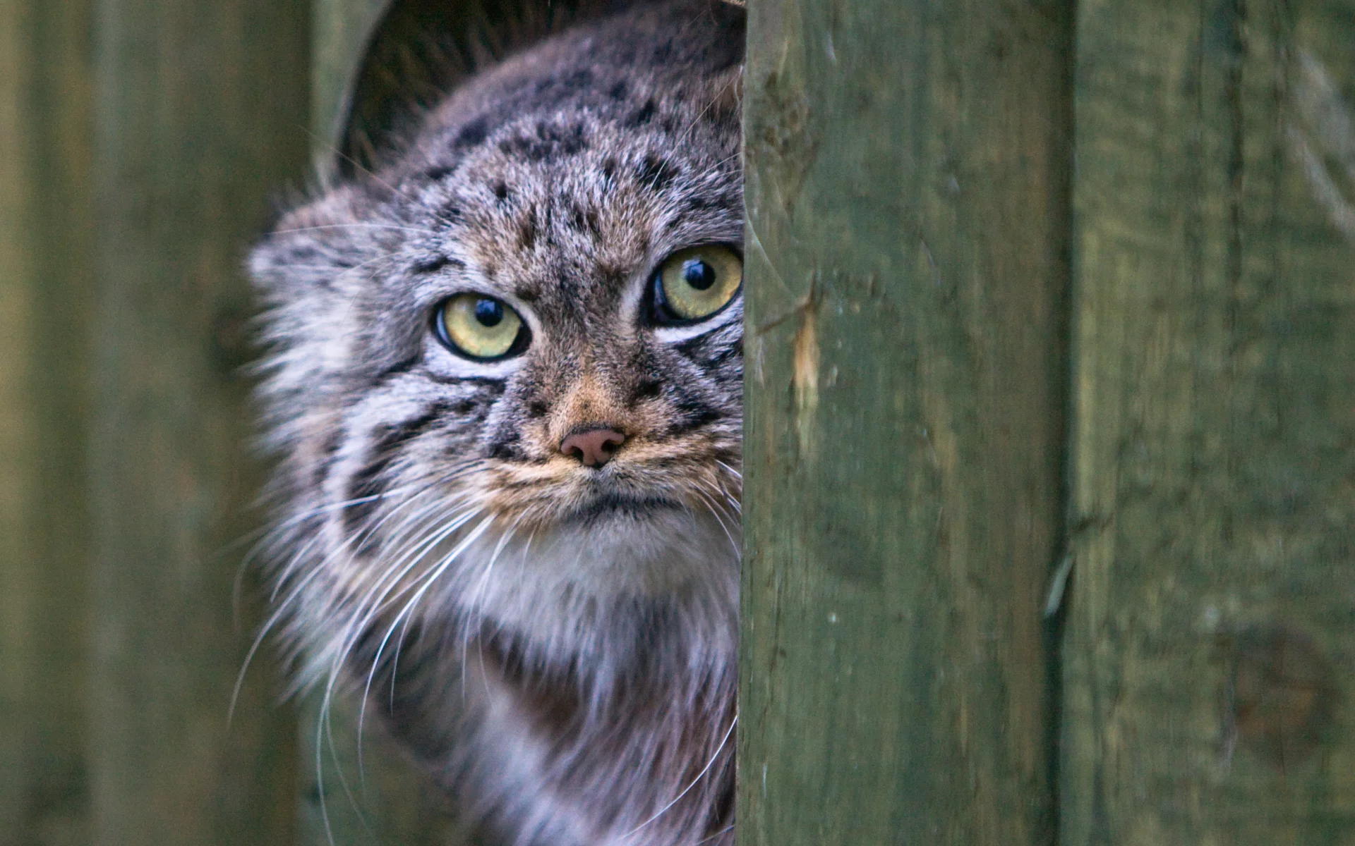 кошка, морда, взгляд, манул