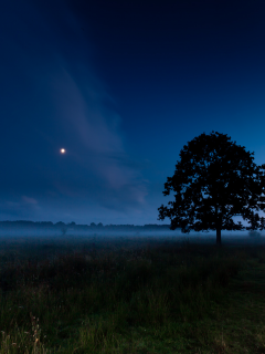 лето, ночь, луна, поле, дерево, туман