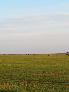 поле, трава, небо