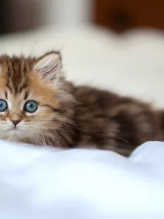 кот, котик