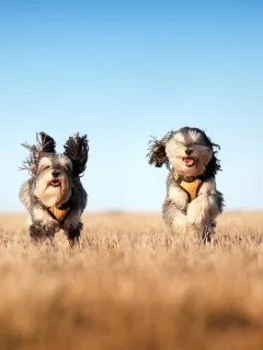 the mushketeers, бег, собаки, поле
