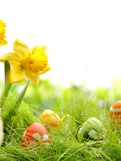 chik, eggs, colorful, daffodils, easter, grass, spring, , springer, пасха, весна, flowers