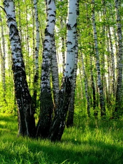 роща, березы, лето