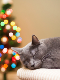 кот, спит, елка, кошка, ёлка, огни, праздники, серая, боке