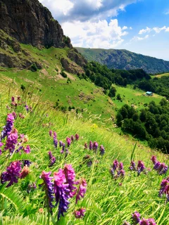 стара планина, балканские горы, болгария, горы, скалы, деревья, лес, небо, облака, трава, цветы, пейзаж, природа