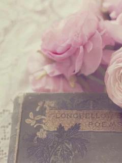 белые, лепестки, цветы, розовые, ranunculus, бутоны, лютики