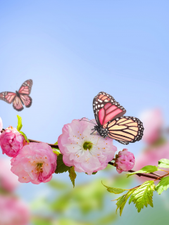 весна, butterflies, цветение, flowers, pink, blossom, spring, sky, blue