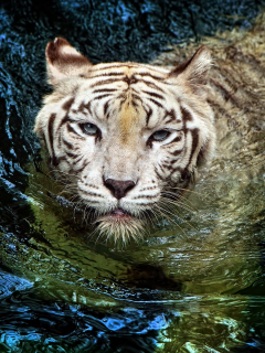 белый, tiger, тигр, плывет, альбинос, большая кошка