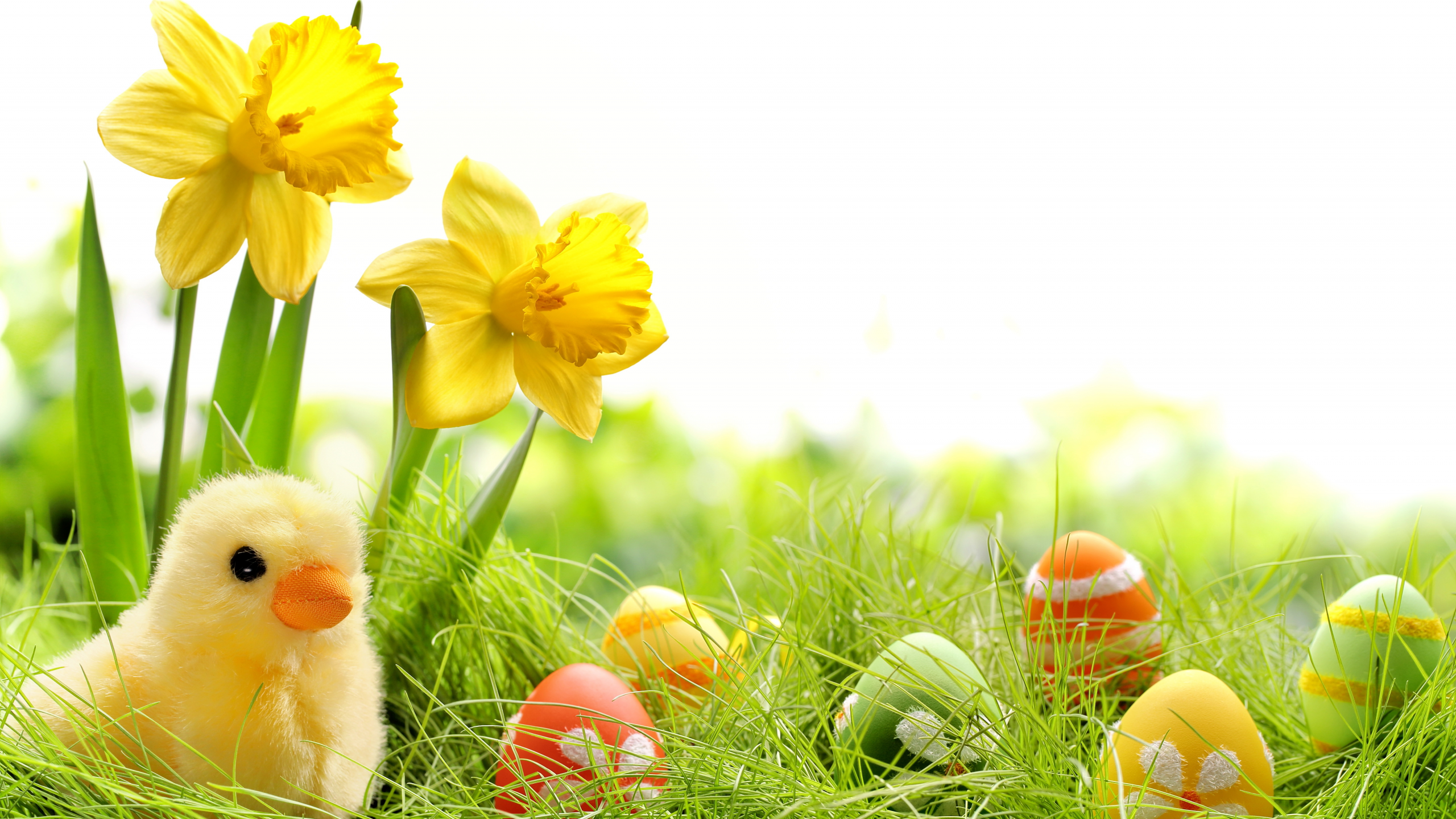 chik, eggs, colorful, daffodils, easter, grass, spring, , springer, пасха, весна, flowers