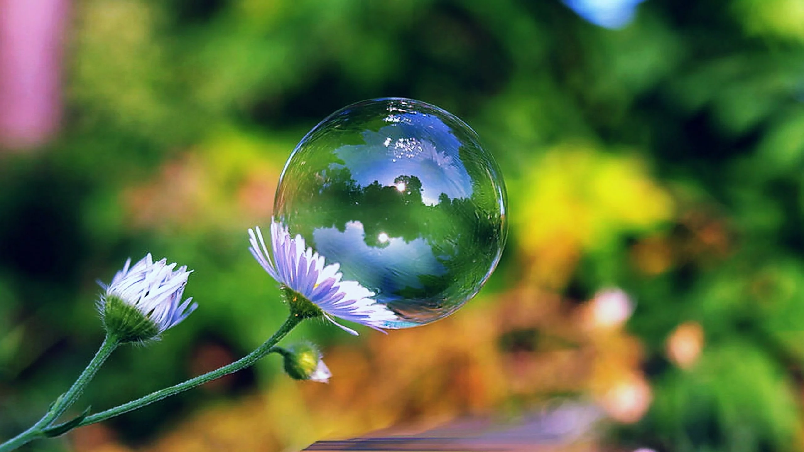 day, soap, bubble, flower, sun, green, summer, beautiful, village, wide, park, meadow