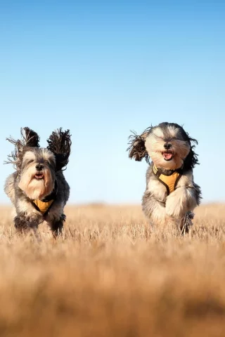 the mushketeers, бег, собаки, поле