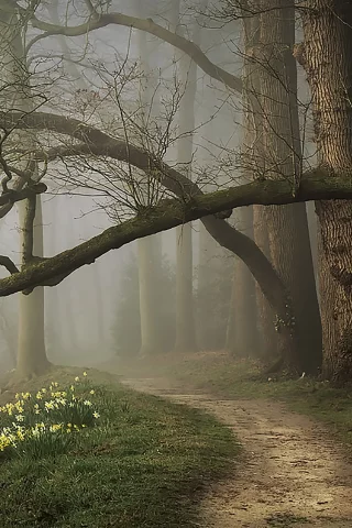 лес, вечер, туман, парк, forest, fog, spring, park