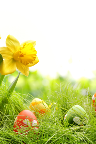 chik, eggs, colorful, daffodils, easter, grass, spring, , springer, пасха, весна, flowers