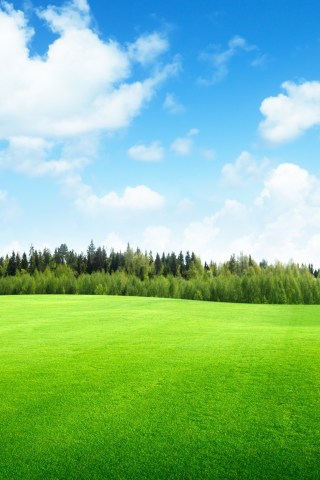 clouds, field of grass , trees, поле трава, beautiful, sky, landscape, nature, небо