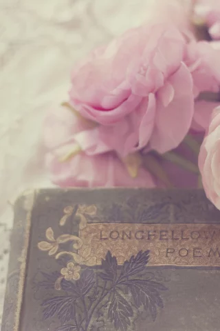 белые, лепестки, цветы, розовые, ranunculus, бутоны, лютики