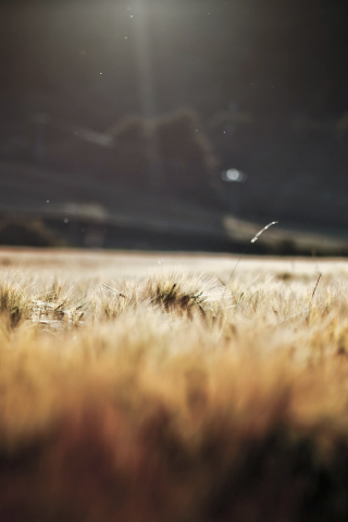 grass, sun, природа, barley